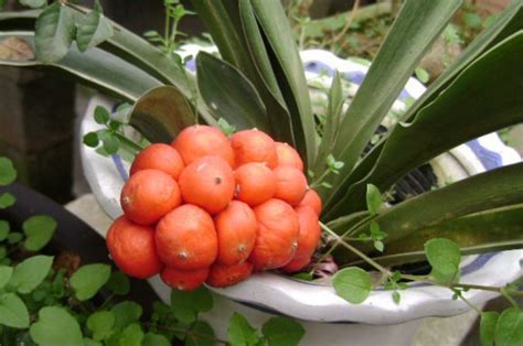 萬年青開花意思|萬年青開花好嗎，萬年青開花預兆什麼